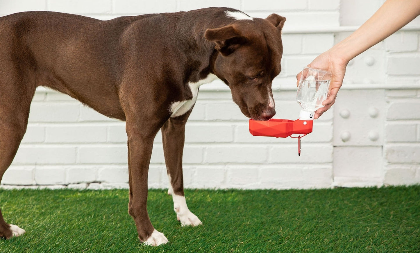 Pet Water Bottle - K&L Trending Products