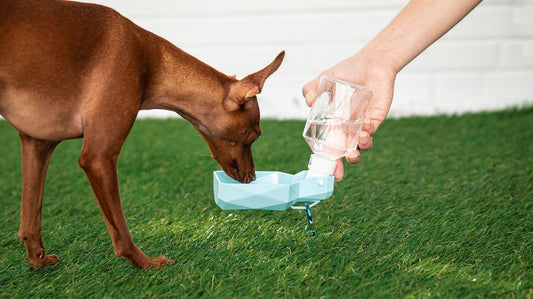 Pet Water Bottle - K&L Trending Products